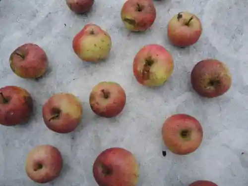 Apples