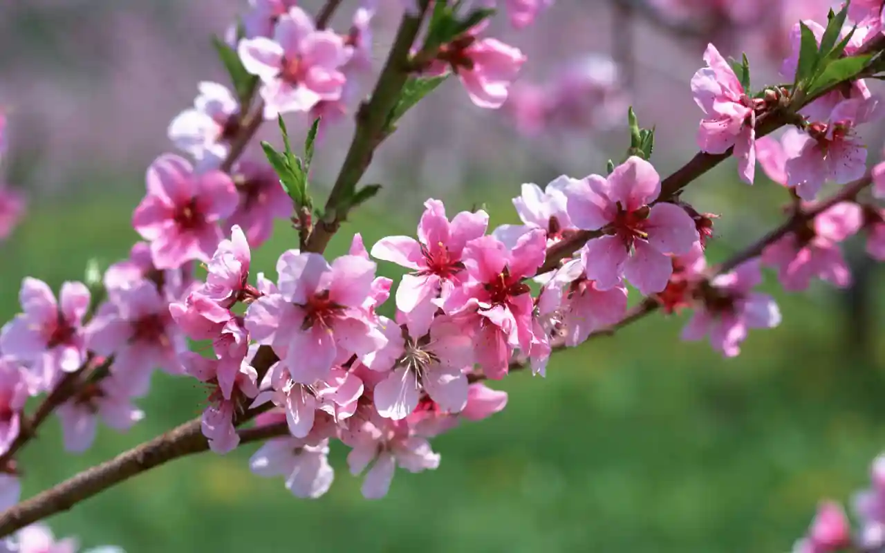 Spring and vernal equinox