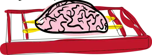 Brain rack