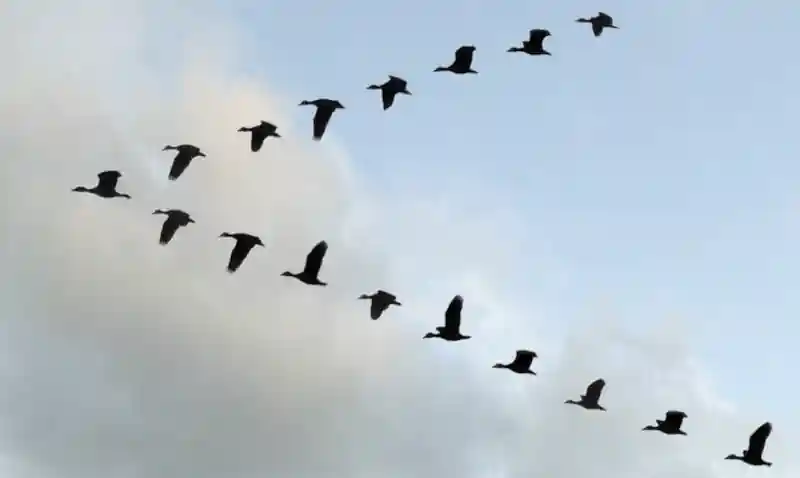 Migration